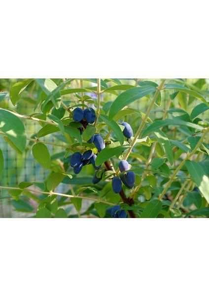 Nisa Fidancılık Honeyberry Jugano - Bal Yemişi 20-40 cm Boy