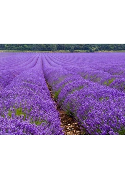 Nisa Fidancılık Lavanta -Lavandula 2 Yaş Saksıda