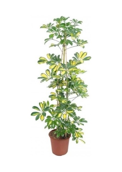 Şeflera Tek Dallı Ev Bitkisi 75 cm