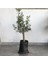 Gemlik Zeytin Fidanı 2Yaş 50 İla 60 Cm Boy 1