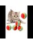 Sünger Kedi Köpek Çiğneme ve Oyun Topu 4 Adet 1