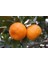 Nisa Fidancılık Satsuma Mandalina Fidanı 130-150 cm 3