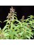 Melisa Limon Otu Aloysia Triphylla Fidanı 30-50 cm 1