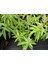 Melisa Limon Otu Aloysia Triphylla Fidanı 30-50 cm 2