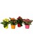 Kalanşo Çiçeği-Kalanchoe 1