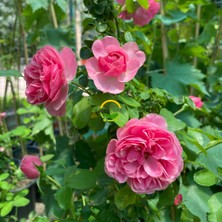 Fidan Sepetim 3 Yaş Pembe Renkli Sarmaşık Gül Fidanı