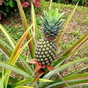 Berke Fidancılık Saksıda Ananas Meyvesi Fidanı (Sugarloaf Cinsi)