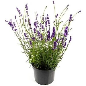 Fidan Paketim Lavanta Fidanı Lavandula x Intermedia