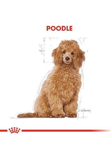 Poodle Junior Yavru Köpek Maması 3 Kg.