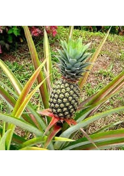 Saksıda Ananas Meyvesi Fidanı (Sugarloaf Cinsi)