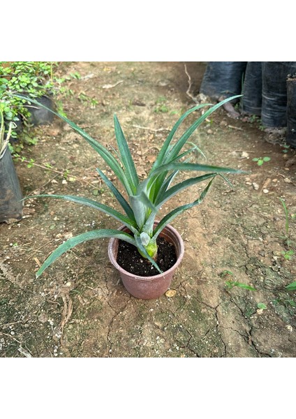 Saksıda Ananas Meyvesi Fidanı (Sugarloaf Cinsi)