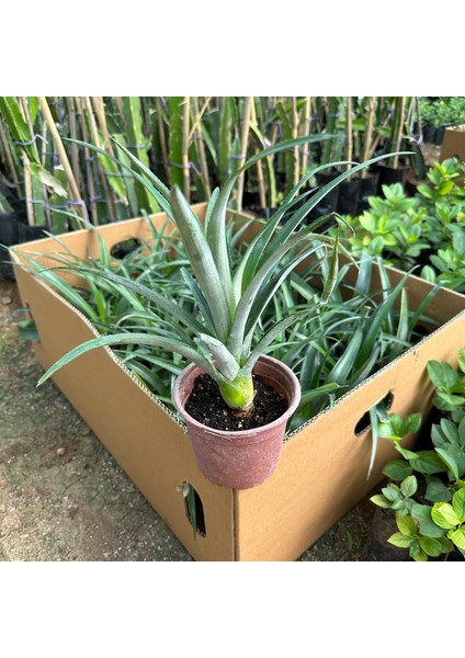 Saksıda Ananas Meyvesi Fidanı (Sugarloaf Cinsi)