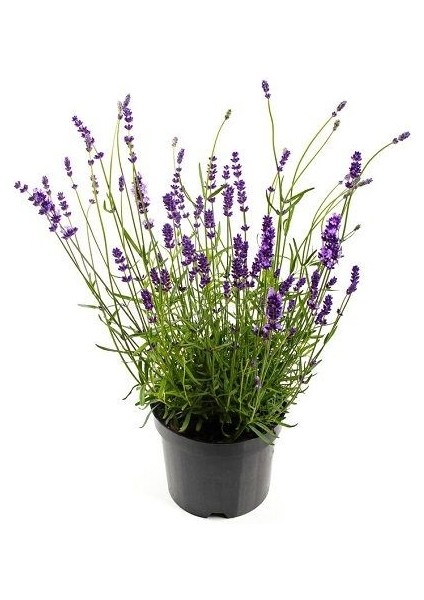 Lavanta Fidanı Lavandula x Intermedia