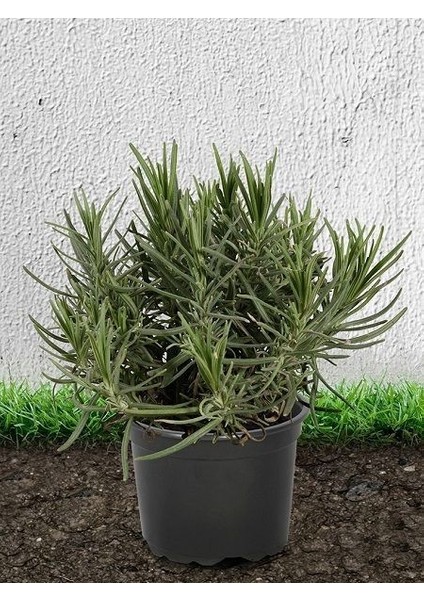 Lavanta Fidanı Lavandula x Intermedia