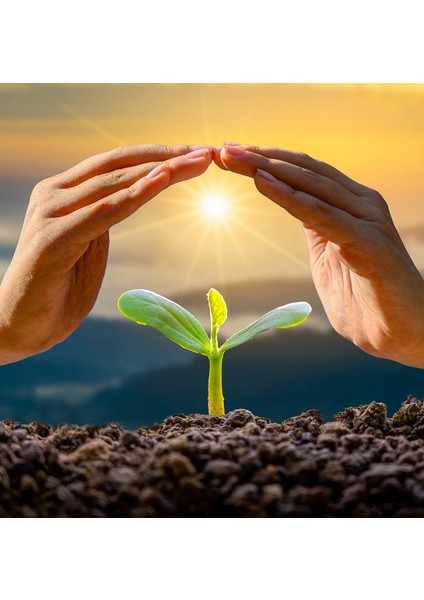 Domat Zeytin Fidanı