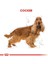 Cocker Yetişkin Köpek Maması - 3 kg 3