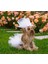 Pet Gelinlik ve Duvak Köpek ve Kedi Için Düğün Nikah Nişan Evlilik Kıyafeti 1