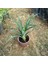 Saksıda Ananas Meyvesi Fidanı (Sugarloaf Cinsi) 2