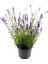 Lavanta Fidanı Lavandula x Intermedia 1