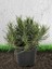 Lavanta Fidanı Lavandula x Intermedia 2
