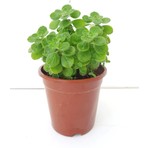 Fide İste Saksıda Küba Kekiği Plectranthus Amboinicus 10-15 cm