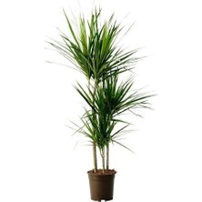 Fidan Paketim Madagaskar Dragon Ağacı Dracaena Marginata