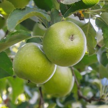 Fidan Paketim Granny Smith Elma Ağacı