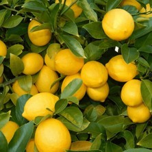 Fidan Paketim Yediveren Limon Ağacı