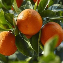 Fidan Paketim Okitsu Mandalina Ağacı