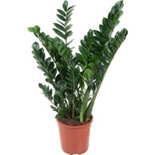 Fide İste Saksıda Zeze Çiçeği Zamia Zamioculcas Zamiifolia