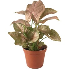 Fide İste Saksıda Syngonium Pink Pembe Ok Başı Bitkisi