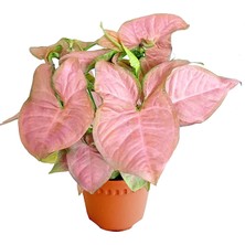 Fide İste Saksıda Syngonium Pink Pembe Ok Başı Bitkisi