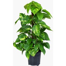Fide İste Saksıda Pothos Sarmaşığı Epipremnum Aureum, Salon Sarmaşığı