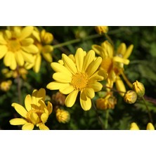 Fide İste Saksıda Sarı Çalı Papatyası Euryops Pectinatus Viridis