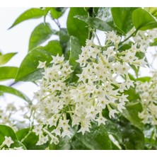 Fide İste Tüplü Melisa Parfüm Çiçeği, Gece Melisası Cestrum Nocturnum