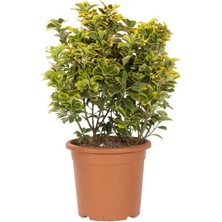 Fide İste Saksıda Altuni Taflan Fidanı Euonymus Japonica, 5 Adet