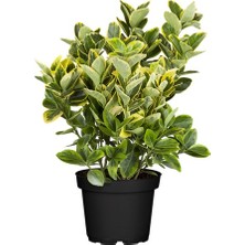 Fide İste Saksıda Altuni Taflan Fidanı Euonymus Japonica, 5 Adet