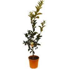 Fide İste Saksıda Bodrum Mandalina Fidanı 120 cm