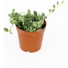 Fide İste Senecio Rowleyanus Bezelye Kolyesi Çiçeği, Tesbih Çiçeği, 5,5 cm Saksıda