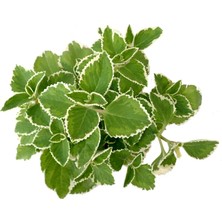 Fide İste Saksıda Alacalı Küba Kekiği Plectranthus Amboinicus Variegata 10-15 cm