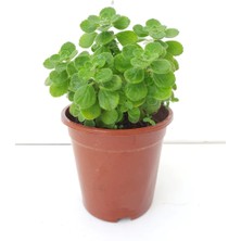 Fide İste Saksıda Küba Kekiği Plectranthus Amboinicus 10-15 cm