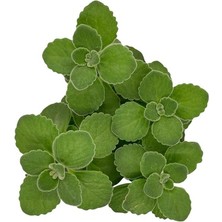 Fide İste Saksıda Küba Kekiği Plectranthus Amboinicus 10-15 cm