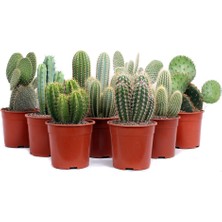 Fide İste Orta Boy Kaktüs 2 Adet