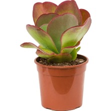 Fide İste Saksıda Kalanchoe Thyrsiflora Çöl Lahanası, Ciğer Sukulent