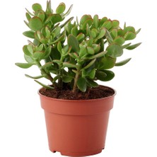 Fide İste Saksıda Para Çiçeği Crassula Ovata