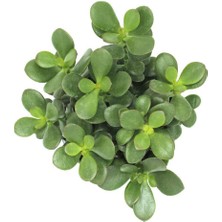 Fide İste Saksıda Para Çiçeği Crassula Ovata