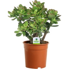 Fide İste Saksıda Para Çiçeği Crassula Ovata