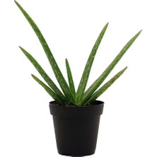 Fide İste Saksıda Aloe Vera Fidanı