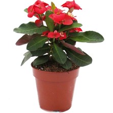 Fide İste Saksıda Euphorbia Milii Dikenler Tacı Çiçeği 10 - 15 cm 1 Adet