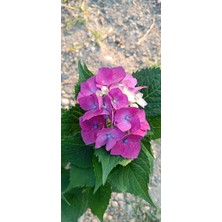 Fidan Paketim Ortanca Fidanı Hydrangea Macrophylla ,